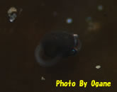 }[u